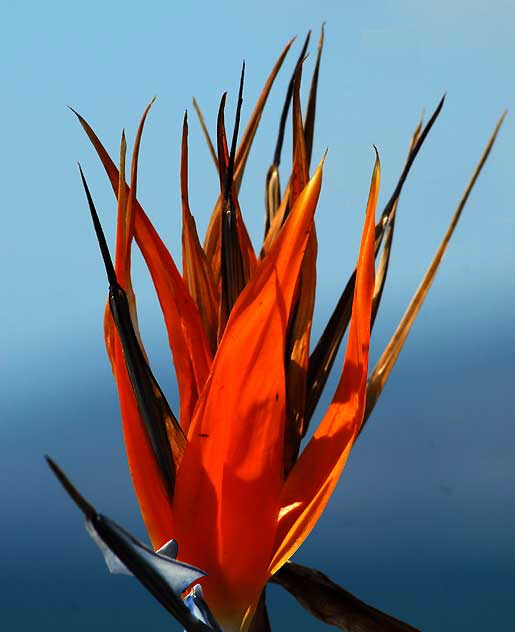 Bird of Paradise (Strelitzia reginae) 