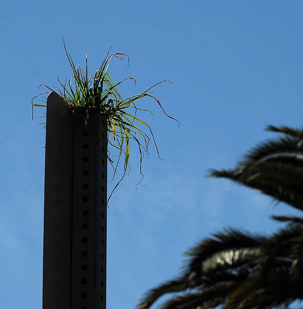 Palisades Park on Ocean Avenue in Santa Monica