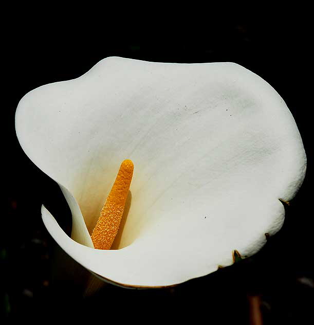 Calla Lily - Beverly Gardens Park, Beverly Hills, noon, Saturday, April 3, 2010