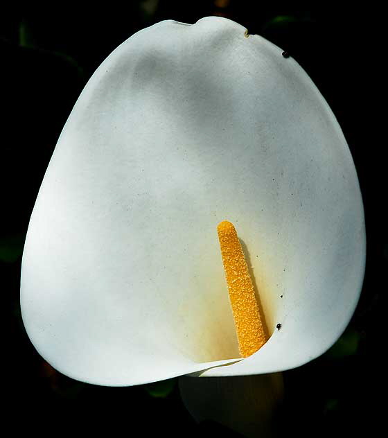 Calla Lily - Beverly Gardens Park, Beverly Hills, noon, Saturday, April 3, 2010