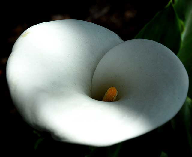 Calla Lily - Beverly Gardens Park, Beverly Hills, noon, Saturday, April 3, 2010