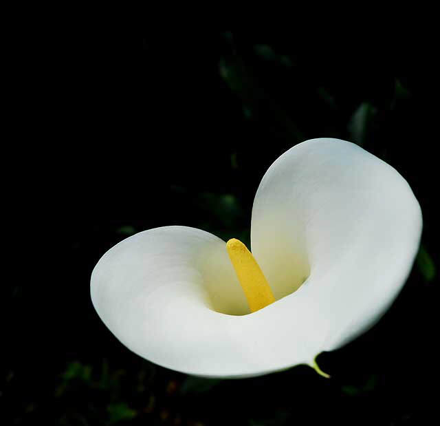 Calla Lily - Beverly Gardens Park, Beverly Hills, noon, Saturday, April 3, 2010