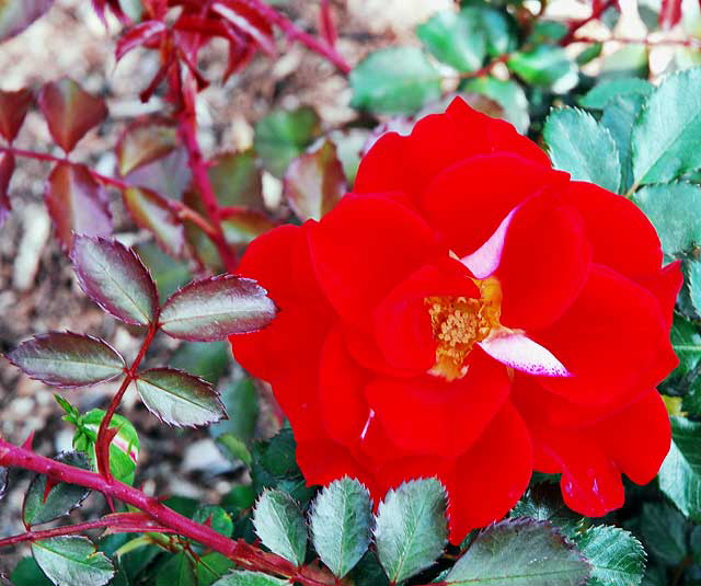 Rose: Topsy Turvy - Beverly Gardens Park, Beverly Hills, noon, Saturday, April 3, 2010