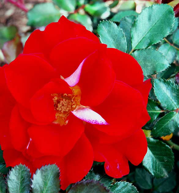 Rose: Topsy Turvy - Beverly Gardens Park, Beverly Hills, noon, Saturday, April 3, 2010