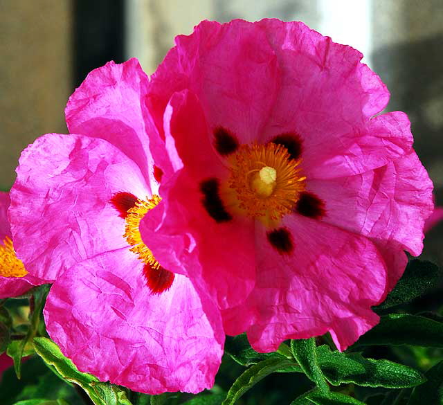 Cistus purpureus - Orchid Rockrose