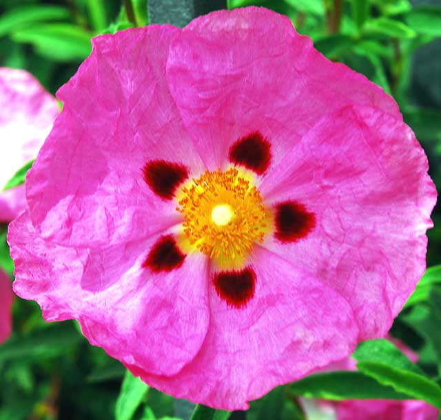 Cistus purpureus - Orchid Rockrose