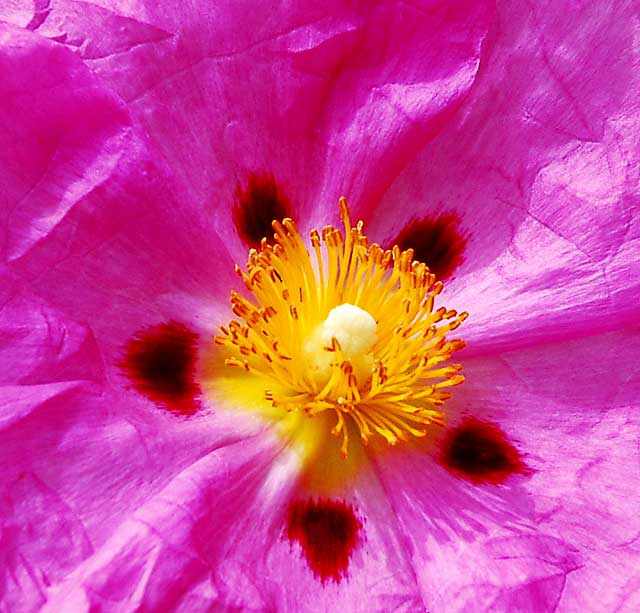 Cistus purpureus - Orchid Rockrose