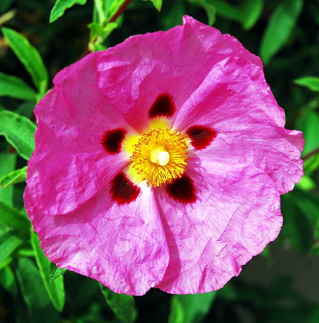 Cistus purpureus - Orchid Rockrose