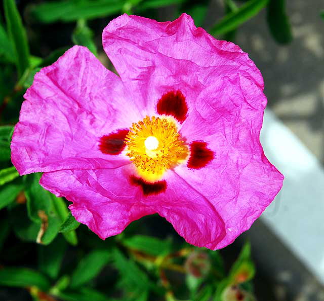 Cistus purpureus - Orchid Rockrose