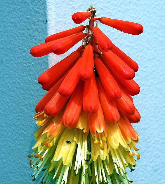 Red Hot Poker - Kniphofia