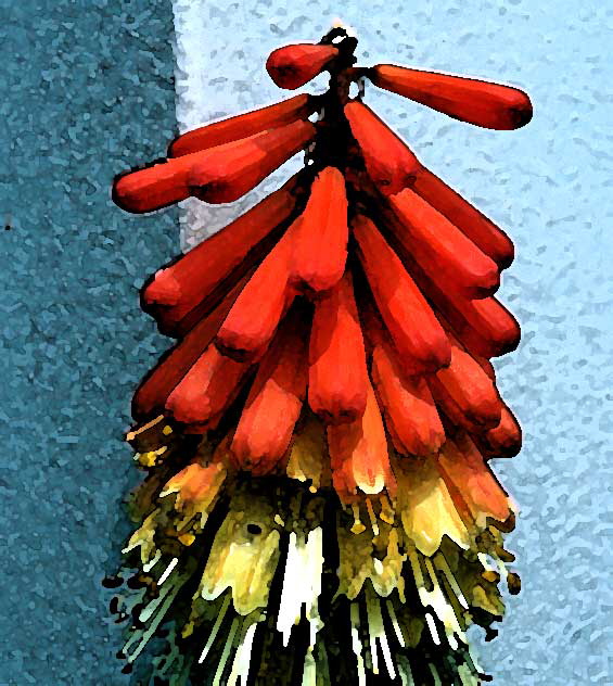 Red Hot Poker - Kniphofia - modified with Photoshop filter