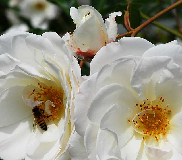 White Rose