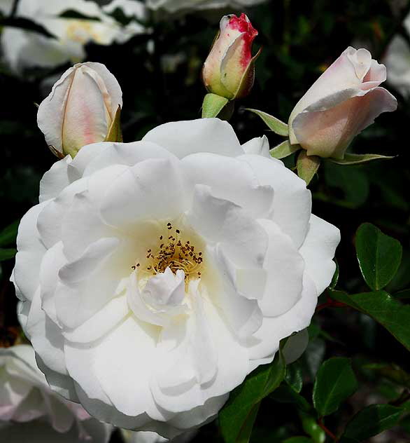 White Rose