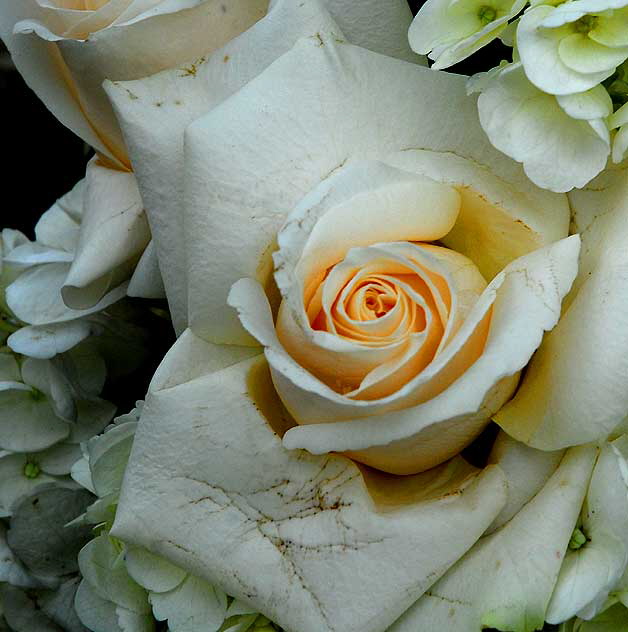 White Rose