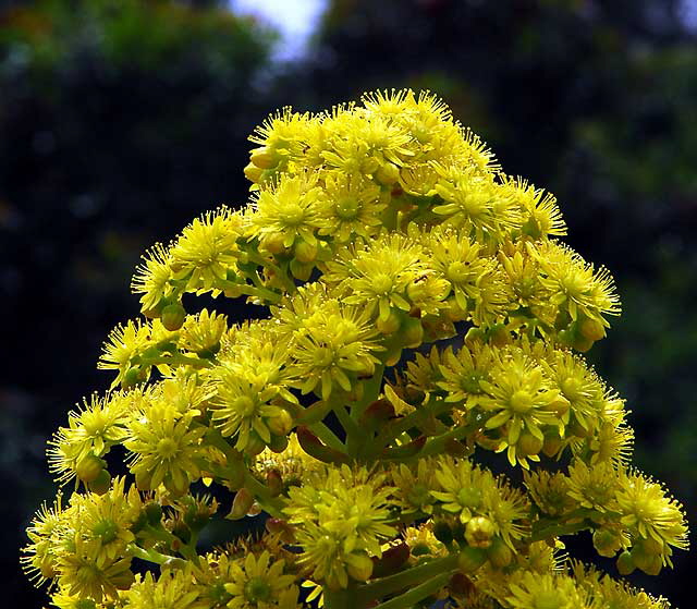 Yellow, in the formal gardens of Greystone Mansion in Beverly Hills, Saturday, April 17, 2010