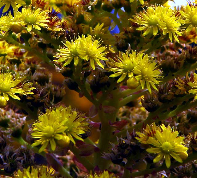 Yellow, in the formal gardens of Greystone Mansion in Beverly Hills, Saturday, April 17, 2010