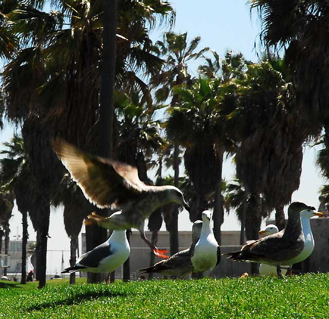 Gulls, Venice Beach