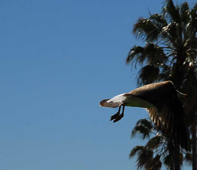 Gull, Venice Beach