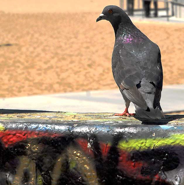 Venice Beach Art Wall, Thursday, April 8, 2010