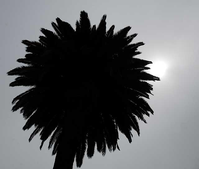 Palm and sun through clouds, Artisans Alley, Hollywood