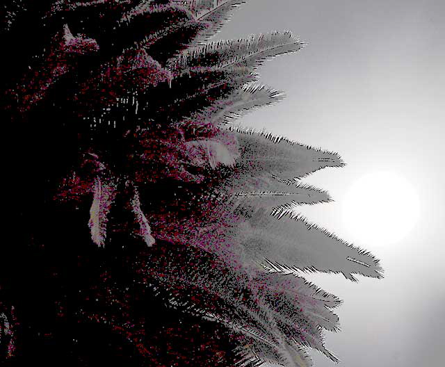 Palm and sun through clouds, Artisans Alley, Hollywood