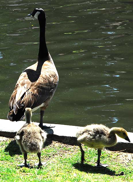 The geese at Echo Park Lake, Wednesday, April 28, 2010