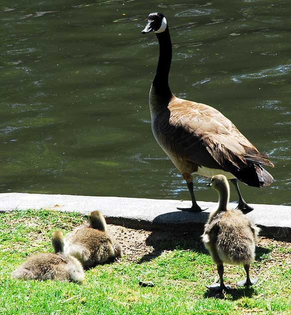 The geese at Echo Park Lake, Wednesday, April 28, 2010