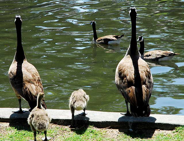 The geese at Echo Park Lake, Wednesday, April 28, 2010