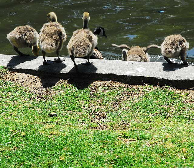 The geese at Echo Park Lake, Wednesday, April 28, 2010