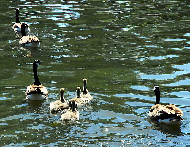 The geese at Echo Park Lake, Wednesday, April 28, 2010