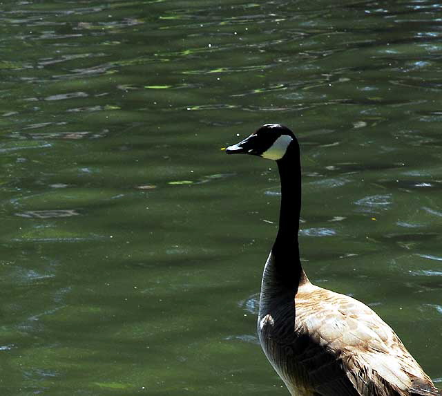The geese at Echo Park Lake, Wednesday, April 28, 2010