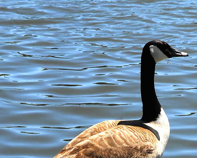 The geese at Echo Park Lake, Wednesday, April 28, 2010