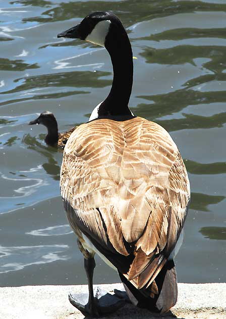 The geese at Echo Park Lake, Wednesday, April 28, 2010