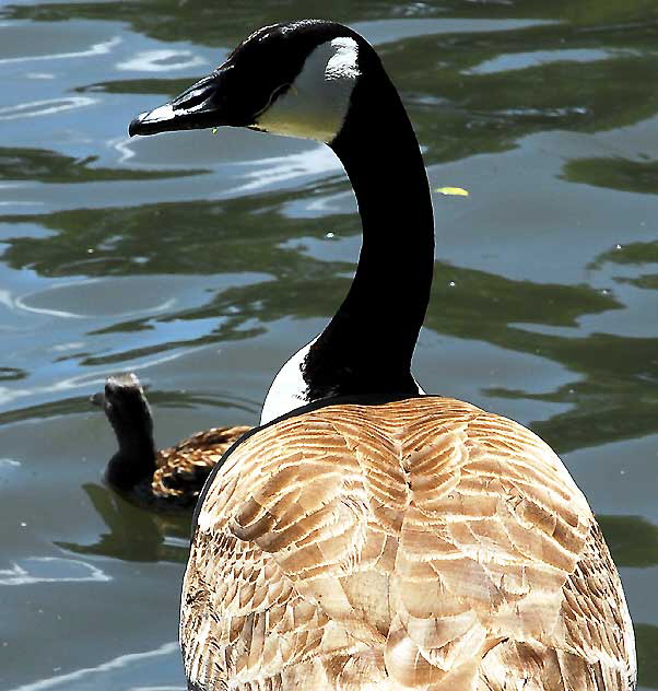 The geese at Echo Park Lake, Wednesday, April 28, 2010