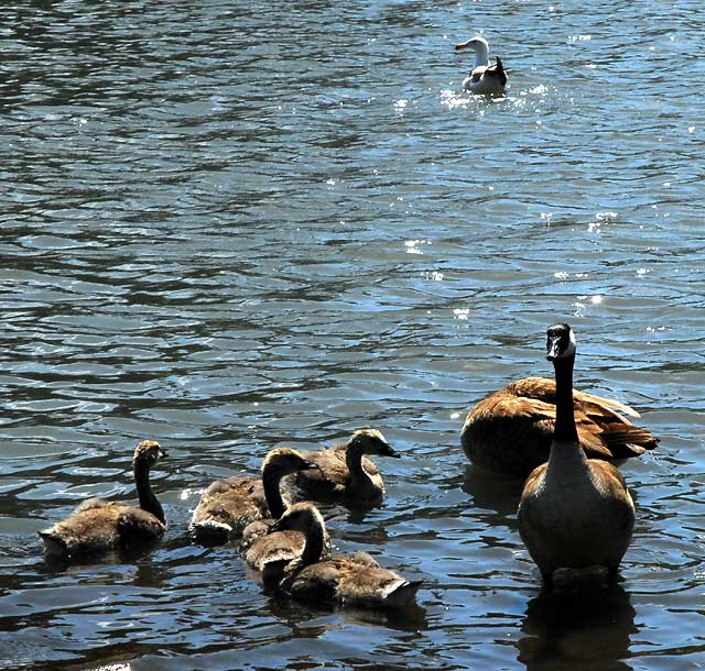 The geese at Echo Park Lake, Wednesday, April 28, 2010