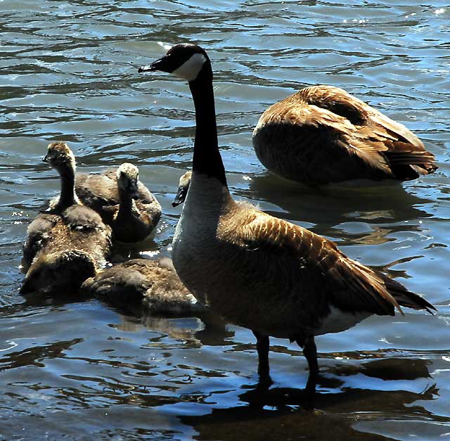 The geese at Echo Park Lake, Wednesday, April 28, 2010