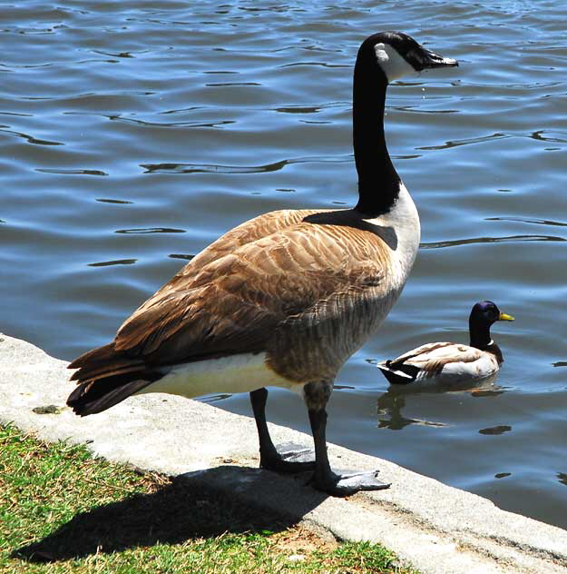 The geese at Echo Park Lake, Wednesday, April 28, 2010