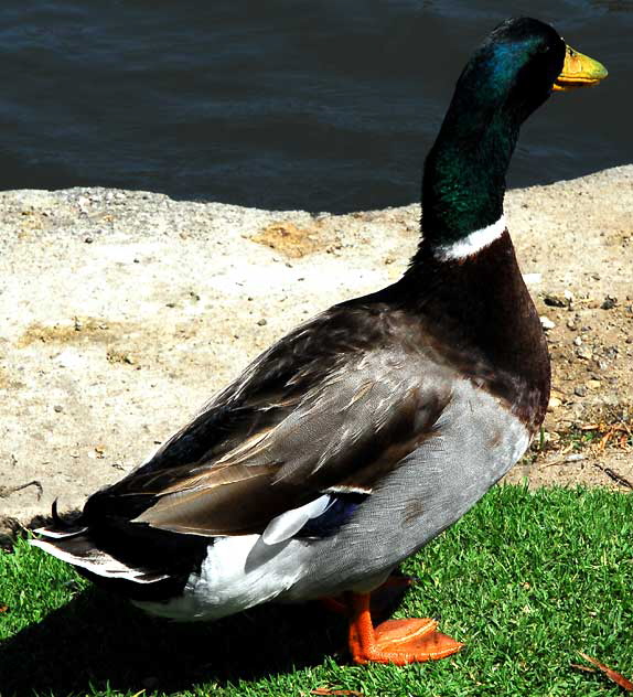 Mallard, Echo Park Lake, Wednesday, April 28, 2010