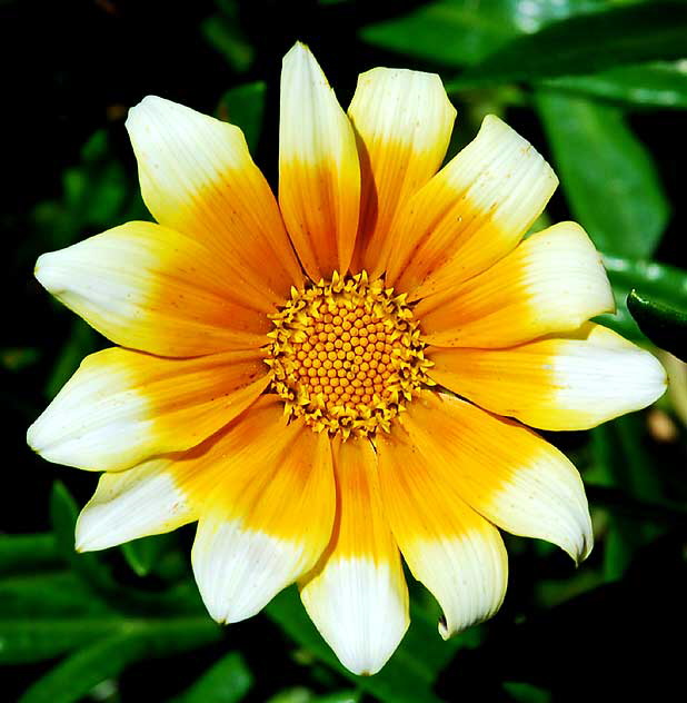 Shasta daisy - the gardens of Crossroads of the World on Sunset Boulevard in Hollywood - Saturday, May 1, 2010 