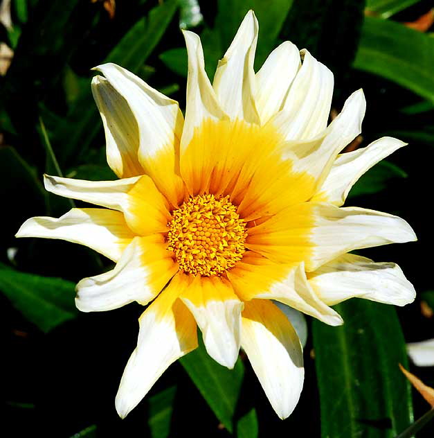 Shasta daisy - the gardens of Crossroads of the World on Sunset Boulevard in Hollywood - Saturday, May 1, 2010 