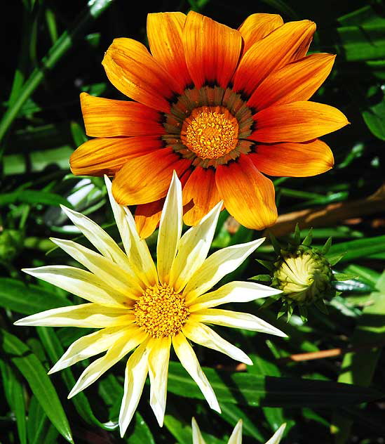 Shasta daisy - the gardens of Crossroads of the World on Sunset Boulevard in Hollywood - Saturday, May 1, 2010 