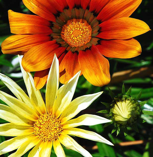 Shasta daisy - the gardens of Crossroads of the World on Sunset Boulevard in Hollywood - Saturday, May 1, 2010 