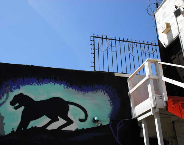 Leopard, alley behind Melrose Avenue