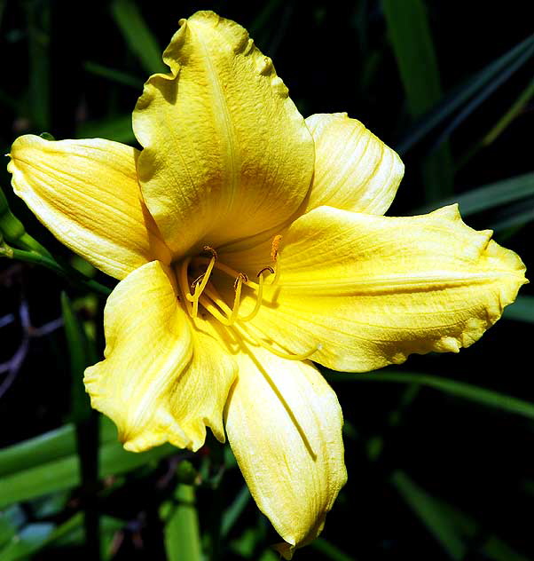 Daylily 