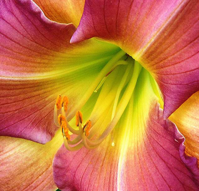 Daylily 