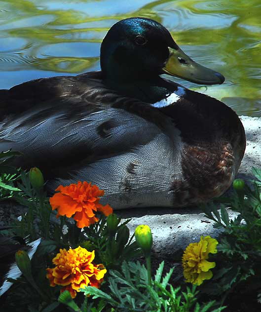 Mallard and Marigolds 