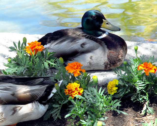 Mallard and Marigolds 