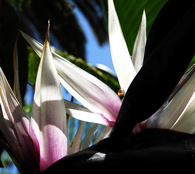 Strelitzia nicolai, commonly known as the Giant White Bird of Paradise or Wild Banana