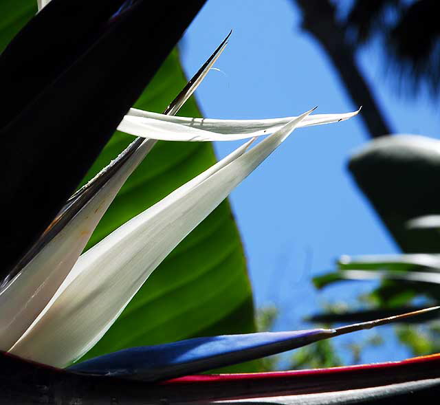 Strelitzia nicolai, commonly known as the Giant White Bird of Paradise or Wild Banana