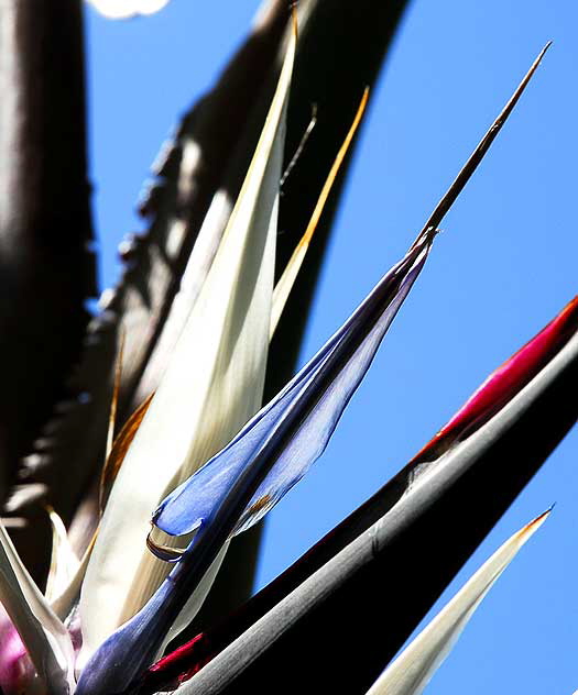 Strelitzia nicolai, commonly known as the Giant White Bird of Paradise or Wild Banana